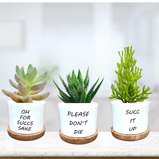 Sassy Succulent Planters Trio